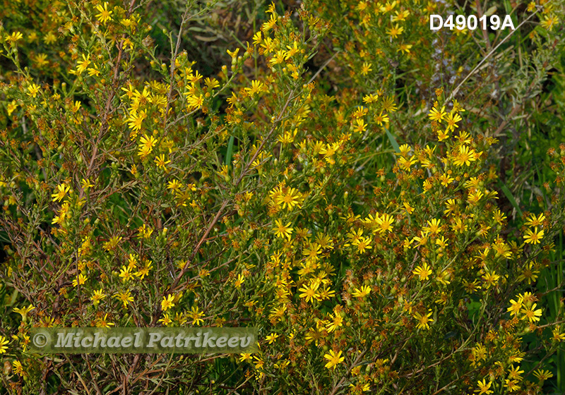 Dittrichia viscosa